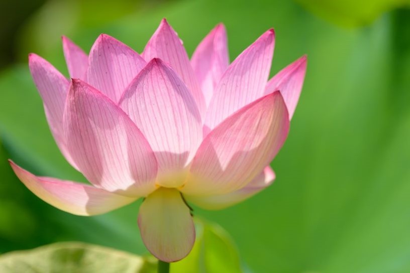 lotus flower